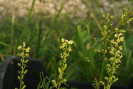 Reseda lutea Wilde reseda  bestellen